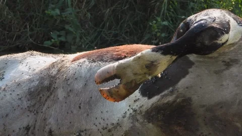 Dead cow carcass lies in river after epidemic - Dead Cattle and Disease Impact Stock Footage 339946519