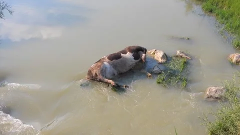 Dead cow carcass lies in river after epidemic - Dead Cattle and Farm Mortality Stock Footage 339946629