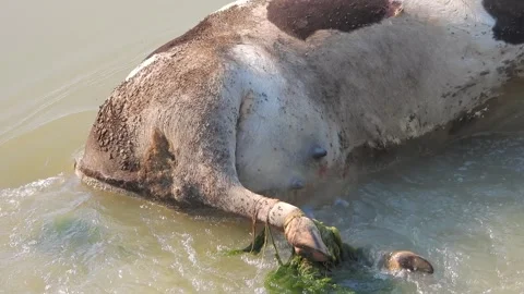 Dead cow carcass lies in river after epidemic disease - Dead Cattle Stock Footage 339946648