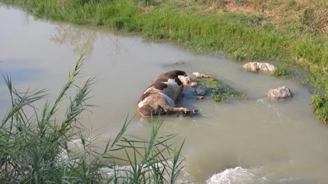 Dead cow carcass lies in river after epidemic disease - Bloated Animal Stock Footage 339946958