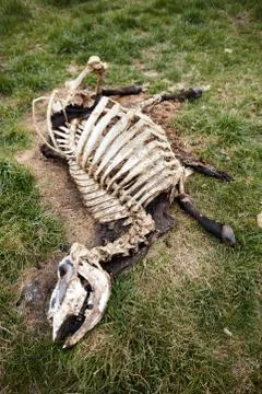 Dead cow decomposing in grass Stock Photos