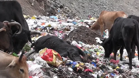 dead cow from animal waste