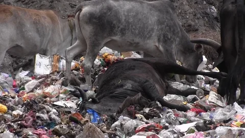 Dead cow. Environmental disaster Stock Footage 122020205