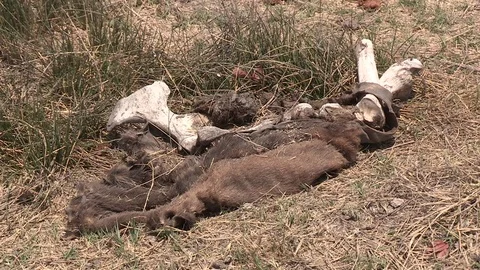 Dead cow remains / carcass Video stock 84642702