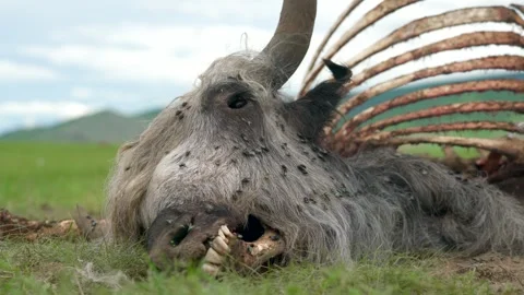 A dead cow skull and head lie among exposed ribs - Fly Swarm and Livestock Loss Stock Footage 339824842