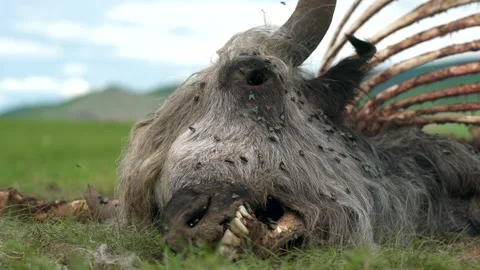 A dead cow skull and head lie among exposed ribs - Fly Swarm and Animal Death Stock Footage 339824912