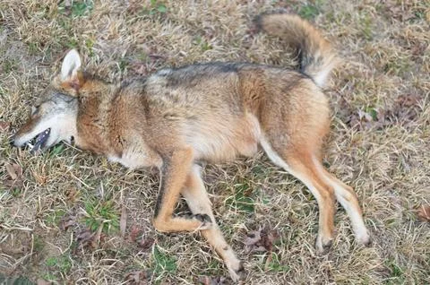 Dead Coyote, Stock Photos