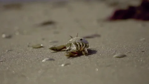 Dead crab on beach due to pollution, red tide Stock Footage
