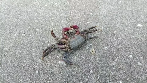 Dead crab on the beach Stock Footage 309201352