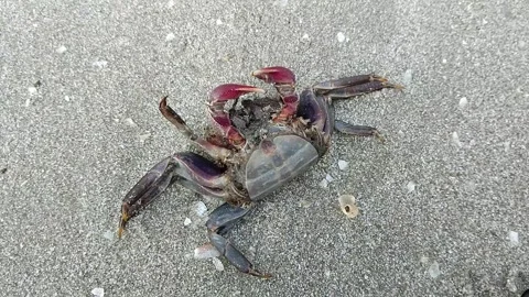 Dead crab on the beach Stock Footage 309201412