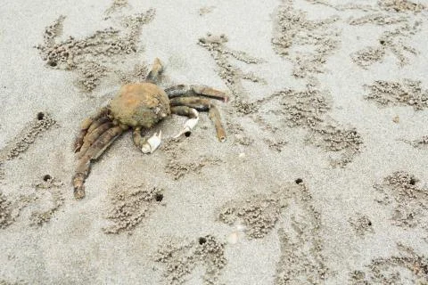 Dead crab on the beach Stock Photos