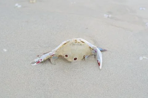 Dead crab  on the beach Stock Photos