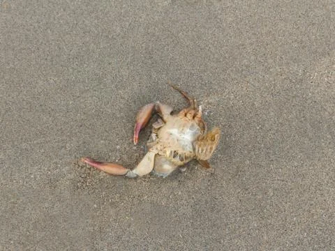 Dead crab on beach. Stock Photos