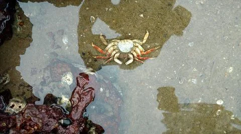 A dead crab in the beach Stock Photos