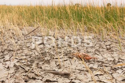Dead crab on drought Pod,dry and cracked ground. Stock Photos