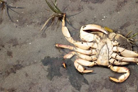 Dead Crab Stock Photos