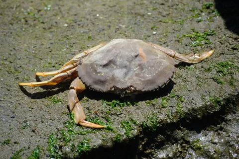 Dead Crab 스톡 사진