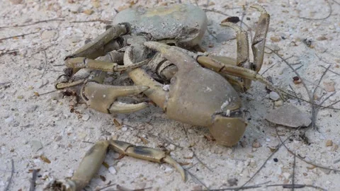 Dead Crab in Sand Stock Footage 305956517