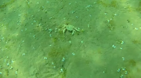 Dead crab on a sea bottom Stock Footage 67551989