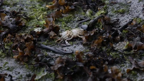Dead crab on the sea floor surrounded by algae, establisher Stock Footage 341097000
