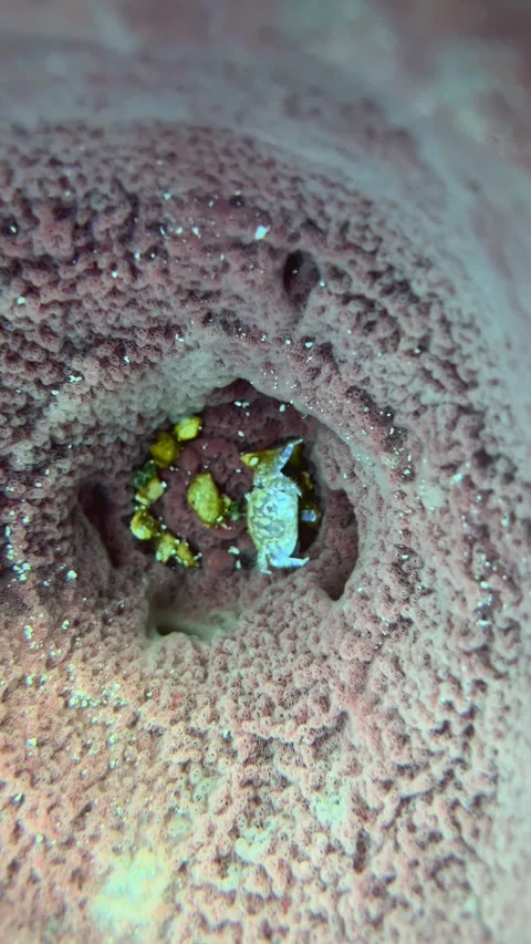 Dead crab shell inside coral barrel sponge underwater footage scuba Stock Footage 246353463