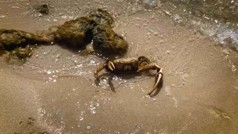 Dead crab shell in the surf and sand - 4K Stock Footage 89608827