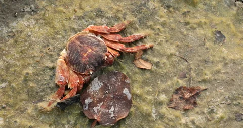 Dead Crab on the Stone Stock Footage 320330272