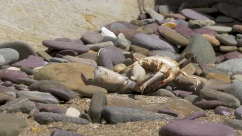 Dead Crab on a stony Beach Stock Footage 138943871