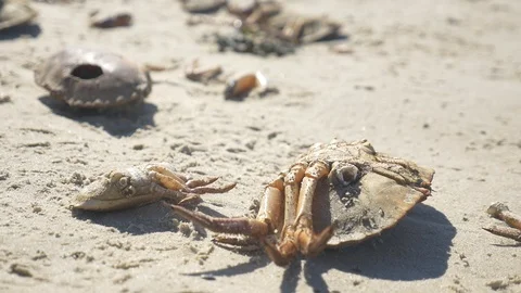 Dead crabs at beach close up Video stock 89790339