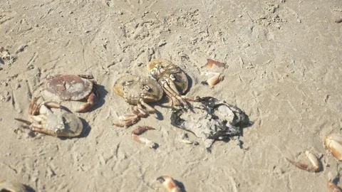 Dead crabs at beach Video stock 89790357