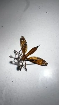 Dead Crane Fly with Translucent Wings on White Surface Close Up Stock Photos