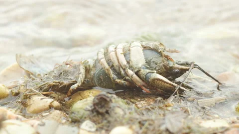 Dead crayfish (Astacus) lies on the shore of the lake. Stock Footage 153493334
