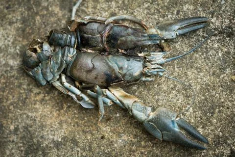 A Dead Crayfish With Broken Tail On Concrete Stock Photos