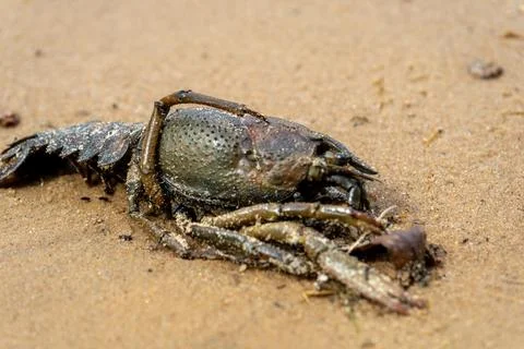 Dead crayfish on the sandy shore Stock Photos