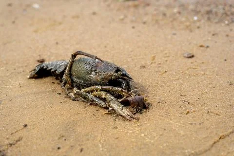 Dead crayfish on the sandy shore. Stock Photos