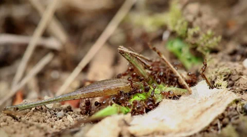 Dead cricket and ants Stock Footage 35975715