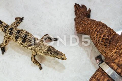 The dead crocodiles hang to decorate on the wall for beauty in the Vietnamese Stock Photos