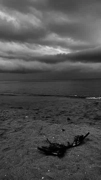 A dead crow on beach Foto stock