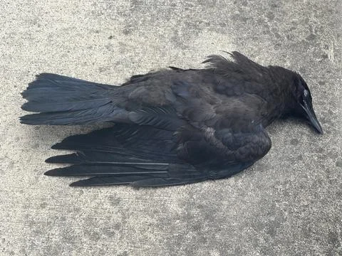 Dead crow on cement Stock Photos