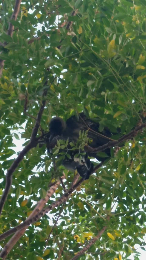Dead Crow Hanging From A Tree - 4k Vertical Footage Stock Footage 344287367