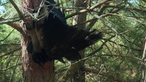 Dead crow hangs on old high pine. Hunting for wild birds. Stock Footage 145093476