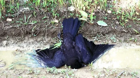 A dead crow lies in a puddle Stock Footage 222784494