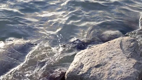 Dead Crow Washed Ashore on the Rocks Stock Footage 314238806