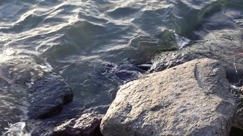 Dead Crow Washed Ashore on the Rocks (Slow motion) Stockbeeldmateriaal 314238861