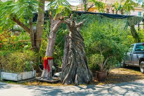 Dead cut tree in greenery Fotos Stock