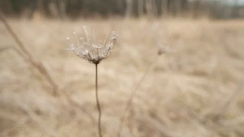 Dead Dandelion Slow Motion  Stock Footage 85143820