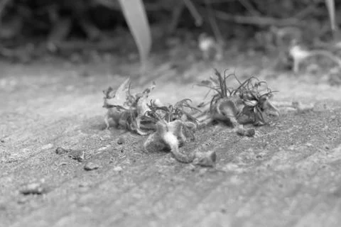 Dead dandelions Stock Photos