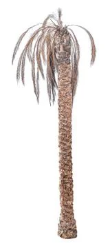 Dead date palm tree isolated Stock Photos