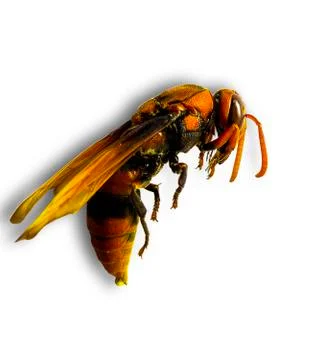 Dead dead insects on a white background. Stock Photos