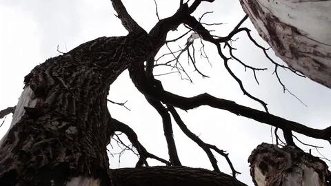 Dead dead tree in the forest against the sky. Twisted branches. Mystical Stock Footage 78908151